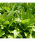 Salát chřestový Celtuce - Lactuca sativa L.var.asparagina - osivo salátu chřestového - 300 ks