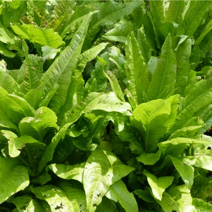 Salát chřestový Celtuce - Lactuca sativa L.var.asparagina - osivo chřestového salátu - 300 ks