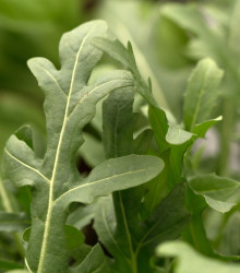 Roketa setá Dentelata - rostlina Eruca vesicaria - prodej semen - 0,5 gr