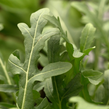 Roketa setá Dentelata - rostlina Eruca vesicaria - prodej semen - 0,5 gr