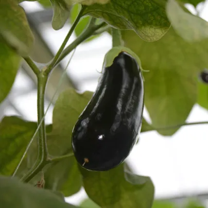 Lilek Falcon F1 - Solanum melongena - osivo lilku - 8 ks