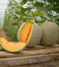 Meloun Cantaloupe F1 - Cucumis Melo - osivo melounu - 5 ks