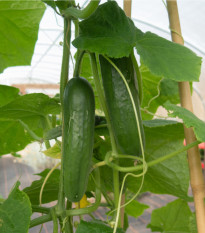 BIO Okurka salátová Sonja - Cucumis sativus - bio osivo okurky - 5 ks