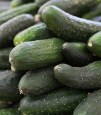 Okurka salátová Delikates - Cucumis sativus - osivo okurky - 20 ks