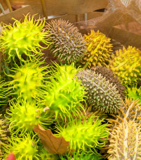 Okrasná okurka - Cucumis insignis - osivo okurky - 6 ks