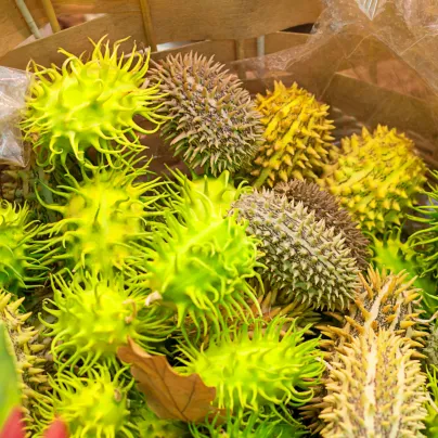 Okrasná okurka - Cucumis insignis - osivo okurky - 6 ks