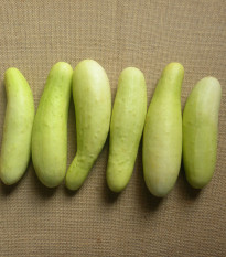 Okurka bílá - Cucumis sativus - osivo okurky - 5 ks