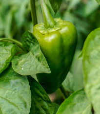Chilli Ancho - Capsicum annuum - osivo chilli - 6 ks