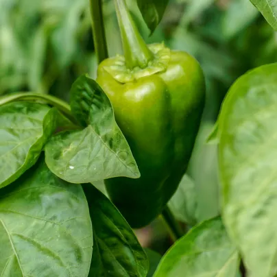 Chilli Ancho - Capsicum annuum - osivo chilli - 6 ks