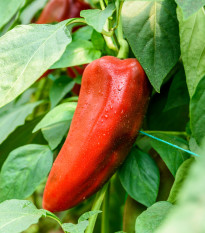 Paprika roční Radmila F1 - Capsicum annuum - osivo papriky - 15 ks