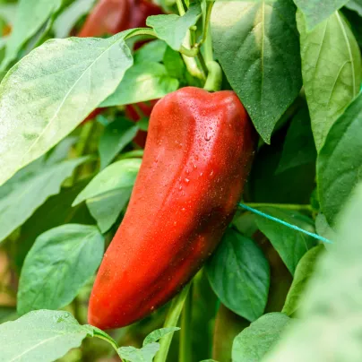 Paprika roční Radmila F1 - Capsicum annuum - osivo papriky - 15 ks