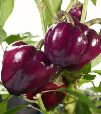 Paprika Mavras F1 - Capsicum Annuum - osivo papriky - 8 ks