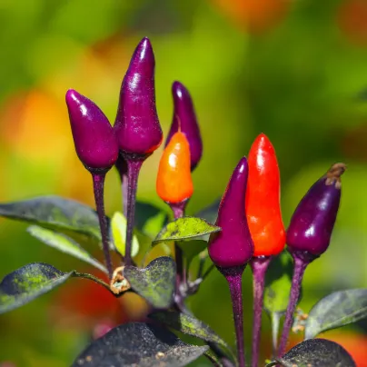 Chilli Purple Tiger - Capsicum annuum - osivo chilli - 6 ks