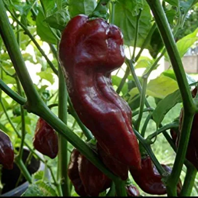 Chilli Devils Tongue Chocolate - Capsicum annuum - osivo chilli - 7 ks