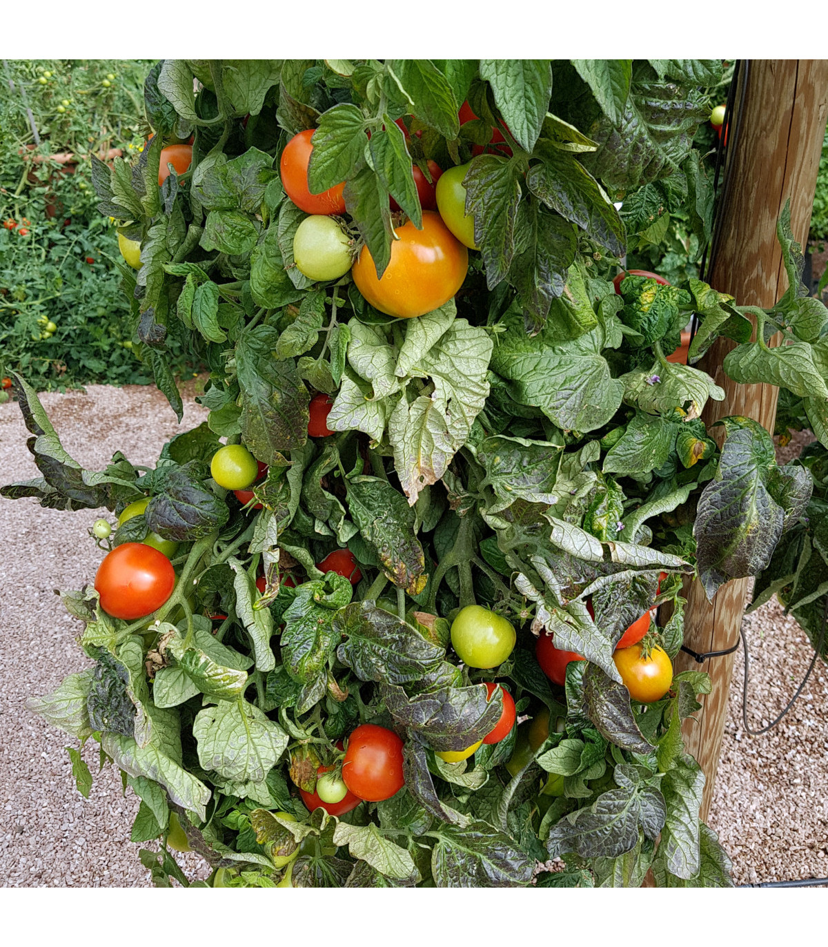 Rajče Rentita - Lycopersicon Esculentum - osivo rajčat - 15 ks