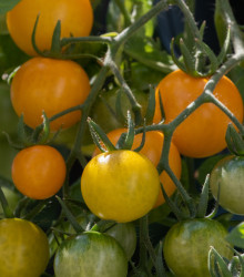 Převislé rajče Tom Yellow - Lycopersicon esculentum - osivo rajčat - 8 ks