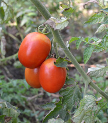 Rajče keříčkové Roma - Lycopersicon Lycopersicum - osivo rajčat - 65 ks