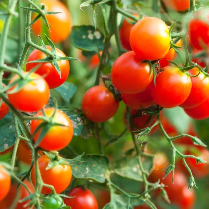 Rajče cherry červené - Solanum lycopersicum - osivo rajčat - 6 ks