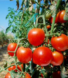 BIO rajče Serrat F1 - Lycopersicon Esculentum - bio osivo rajčat - 5 ks