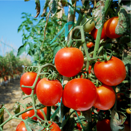 BIO Rajče Serrat F1 - Lycopersicon esculentum - bio osivo rajčat - 5 ks