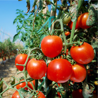 BIO Rajče Serrat F1 - Solanum lycopersicum - bio osivo rajčat - 5 ks
