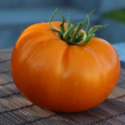 Rajče Wellington F1 - Solanum lycopersicum - osivo rajčat - 7 ks