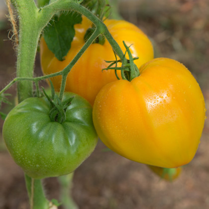 Rajče Oranžová jahoda - Lycopersicon lycopersicum - osivo rajčat - 6 ks
