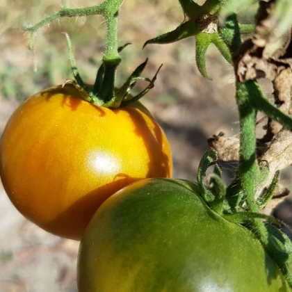 Rajče Zlatá královna -  Solanum lycopersicum - osivo rajčat - 10 ks