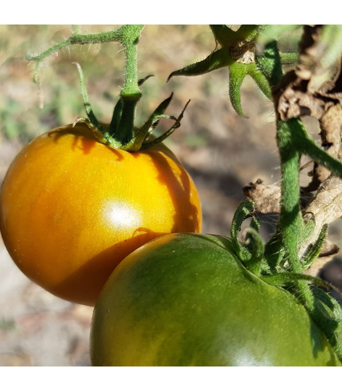 Rajče Zlatá královna -  Solanum lycopersicum - osivo rajčat - 10 ks