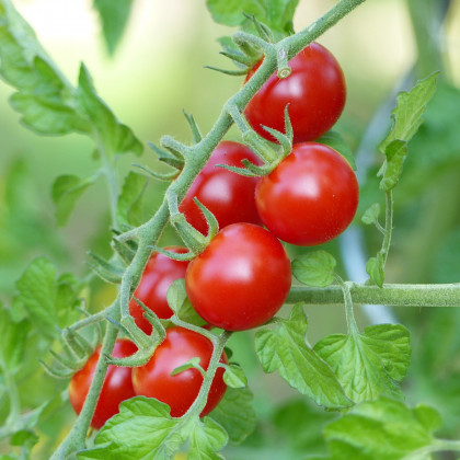 Rajče Cherolla F1 - Lycopersicum Esculentum - osivo rajčat - 5 ks