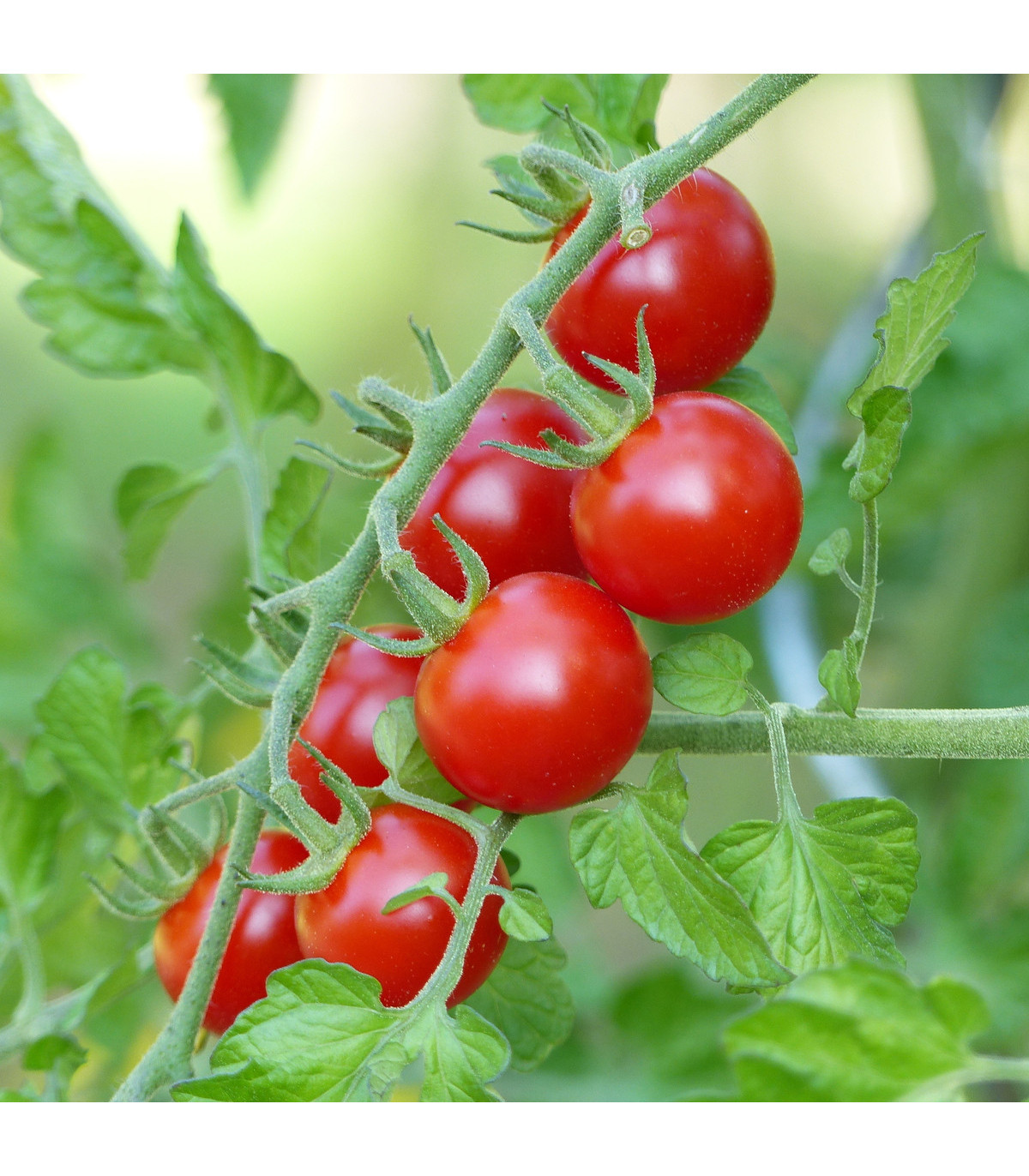 Rajče Cherolla F1 - Lycopersicum Esculentum - osivo rajčat - 5 ks