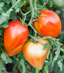 Rajče Big Mama F1 - Lycopersicon esculentum - osivo rajčat - 7 ks