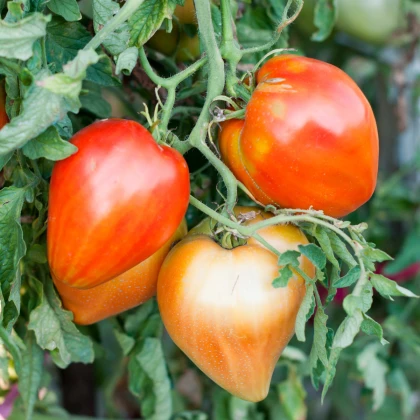 Rajče Big Mama F1 - Solanum lycopersicum - osivo rajčat - 7 ks