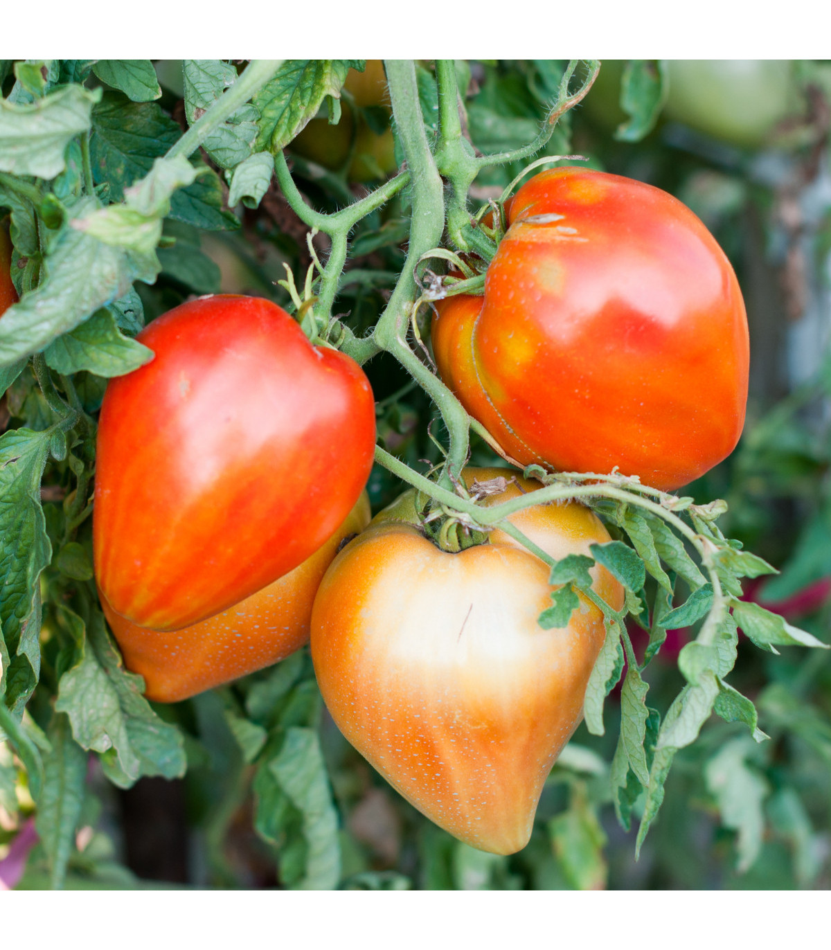 Rajče Big Mama F1 - Solanum lycopersicum - osivo rajčat - 7 ks