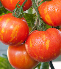Rajče Červená zebra - Solanum lycopersicum - osivo rajčat - 6 ks
