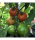 Rajče Tigrella - Solanum Lycopersicum - osivo rajčat - 6 ks