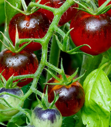 Rajče Indigo Rose - Lycopersicon esculentum - osivo rajčat - 7 ks