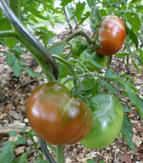 Rajče Black Russian - Solanum lycopersicum - osivo rajčat - 6 ks