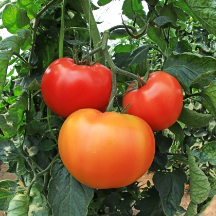 Rajče Legenda - Solanum lycopersicum - osivo rajčat - 6 ks