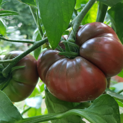 Rajče Černý Krim - Lycopersicon esculentum - osivo rajčat - 7 ks