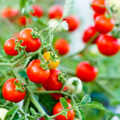 Rajče Obří Hrozny - Riesentraube - Solanum lycopersicum- osivo rajčat - 7 ks