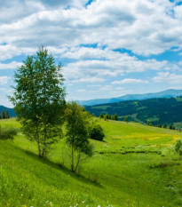 Louka na výsušnou půdu pícní a pastevní - osivo Planta Naturalis - směs lučních květin a trav - 10 g