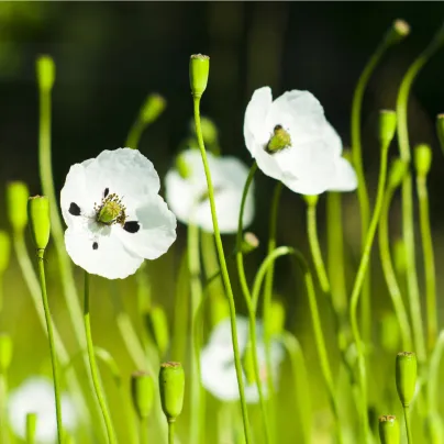 Mák bělokvětý - Papaver maculosum - osivo máku - 100 ks