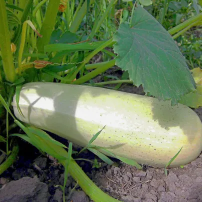 Cuketa Lungo Bianco - Cucurbita pepo - osivo cukety - 6 ks