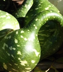 Tykev okrasná Cobra - Lagenaria siceraria - osivo tykve - 5 ks