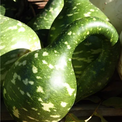 Tykev okrasná Cobra - Lagenaria siceraria - osivo tykve - 5 ks