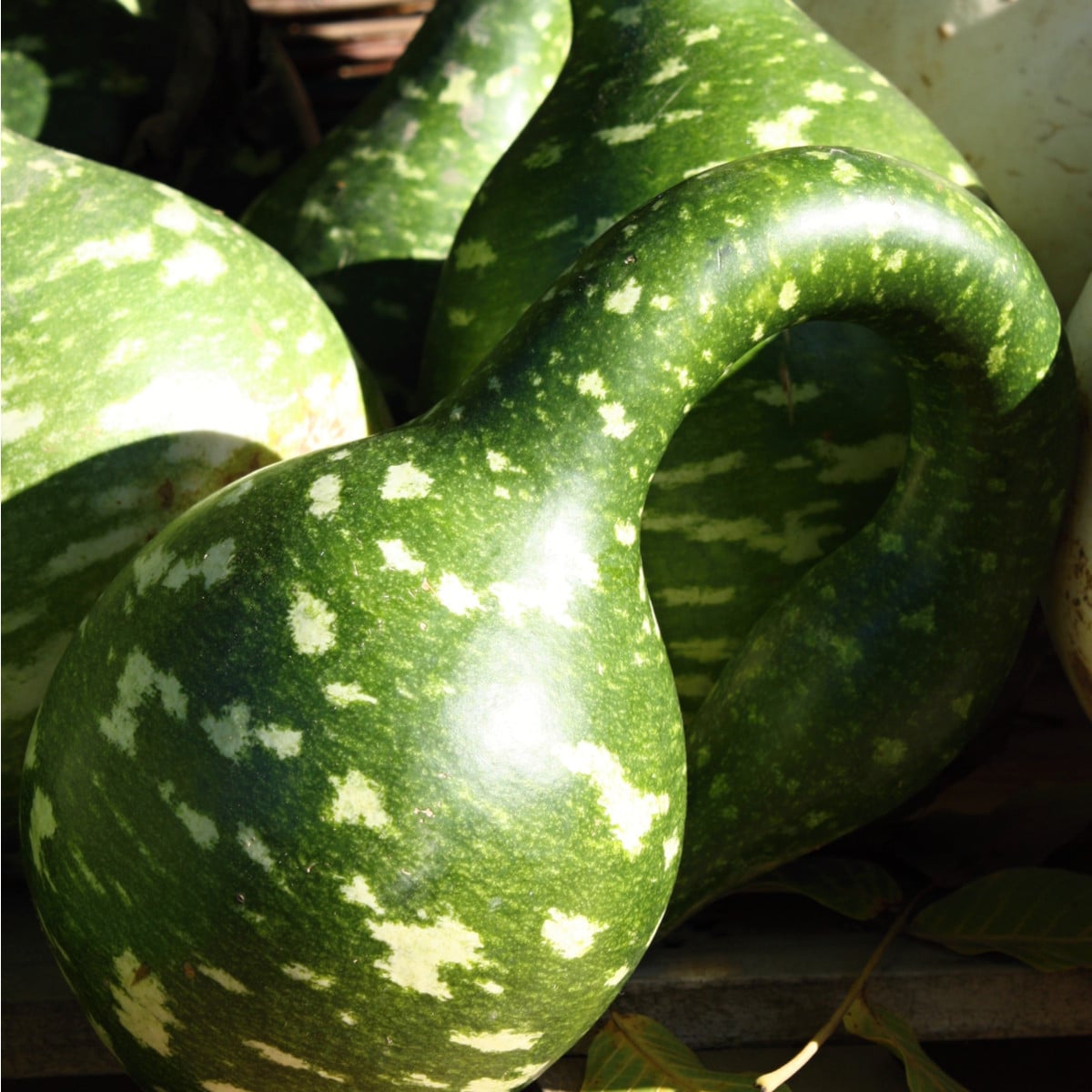 Tykev okrasná Cobra - Lagenaria siceraria - osivo tykve - 5 ks