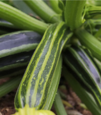 Cuketa Striato D´Italia - Cucurbita pepo L. - osivo cukety - 8 ks