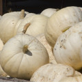 Dýně Moonshine F1 - Cucurbita pepo - osivo dýně - 12 ks