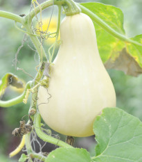 BIO Tykev muškátová Butterscotch - Cucurbita maxima - bio osivo tykve - 5 ks
